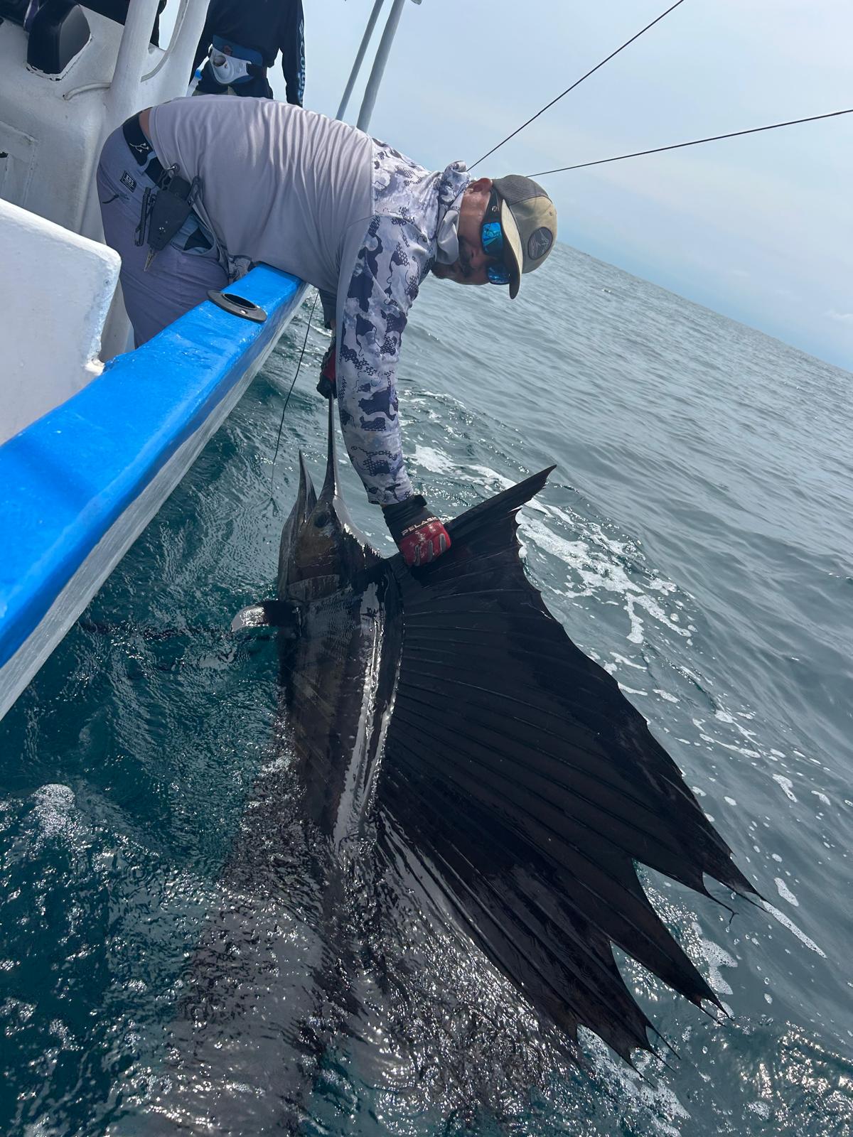 Sailfish beside the Soleil boat during release